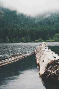 Wood floating on lake against mountain
