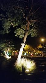 View of trees at night