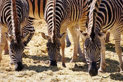 Zebras in a field