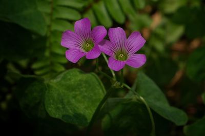 Close-up of purple flower blooming outdoors