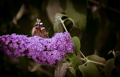 Close-up of butterfly pollinating on purple flower