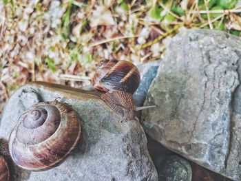 Close-up of snail