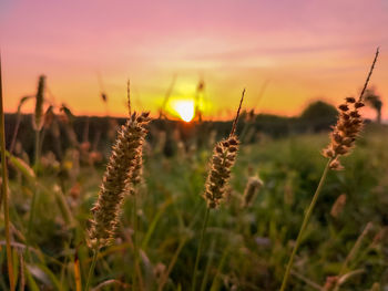 Close-up of stalks in field against sunset sky