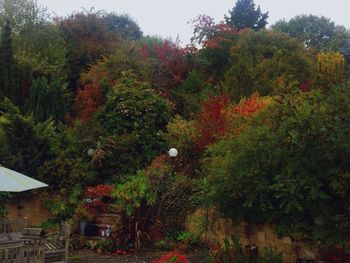 Scenic view of trees