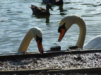 Birds in calm water