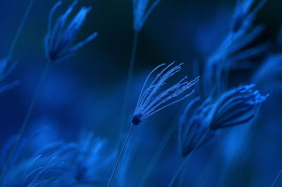 Close-up of caterpillar on blue flower