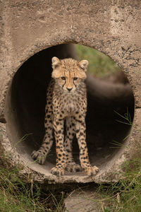 Cheetah cub standing in pipe