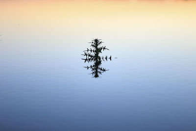 Plant growing in lake against sky during sunset