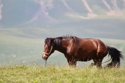 Side view of horse on field