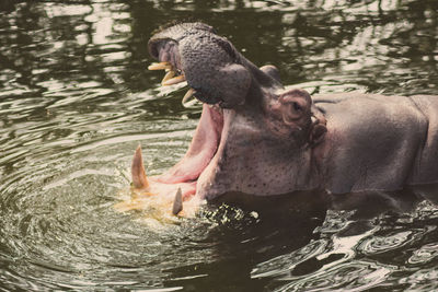 Close-up of elephant swimming in lake