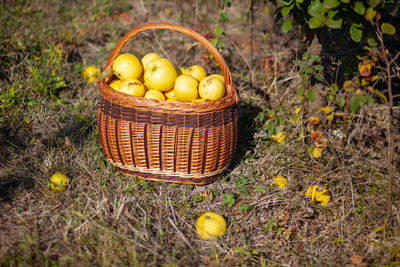 Fruits in basket on field