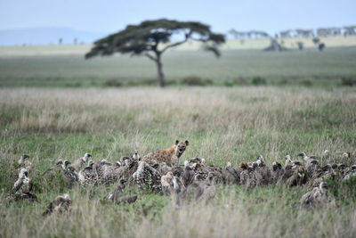 Group of vultures and hyena on grassy land