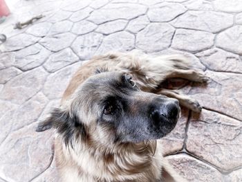 Close-up portrait of a dog