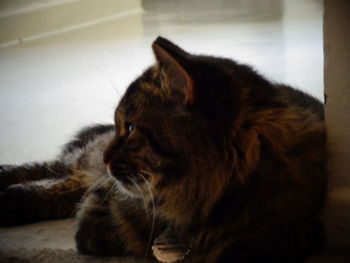 Close-up of cat sleeping