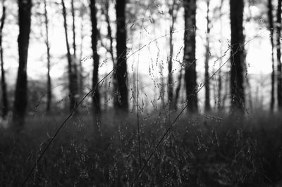 Trees in forest