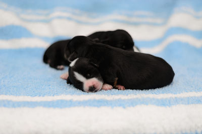 Black dog sleeping on floor