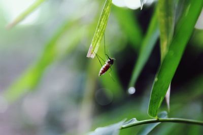 Close-up of insect on plant