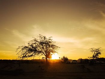 Silhouette of tree at sunset