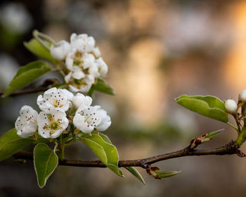 Close-up of white  apple blossom tree