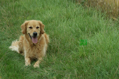 Portrait of golden retriever on grassy field