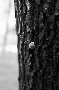 Close-up of snail on tree trunk