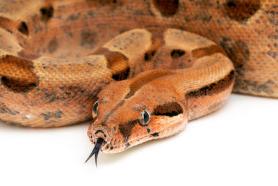 Close-up of a lizard