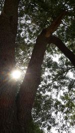 Low angle view of sunlight streaming through trees in forest