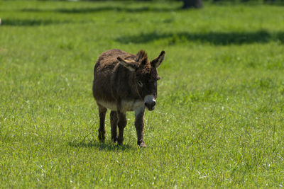 Full length of a horse on field