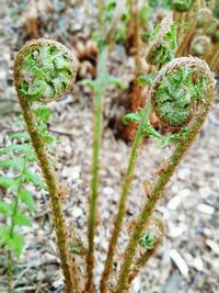 Close-up of plant