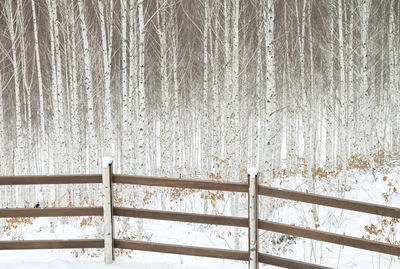 Close-up of railing in forest during winter