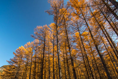 Low angle view of trees against sky during autumn