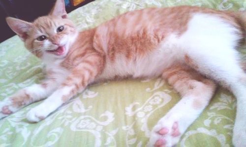 Cat on carpet