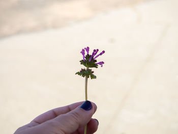 Close-up of hand holding purple flowering plant