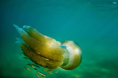 Close-up of jellyfish in water