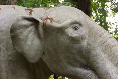 Close-up of elephant