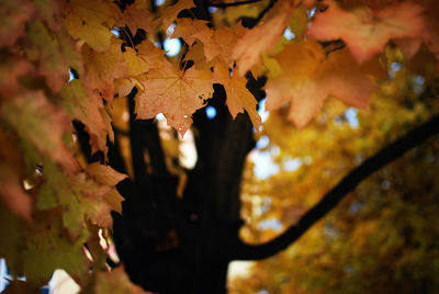 Low angle view of leaves on tree branches during autumn