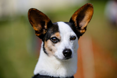 Close-up portrait of dog by outdoors