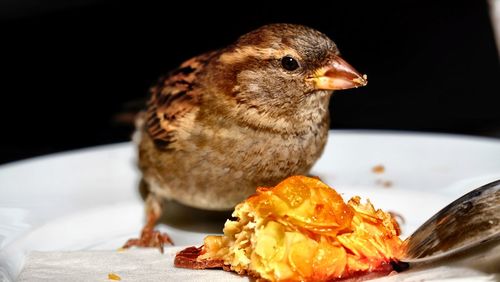 Close-up of bird eating food in plate