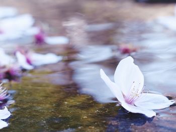 Close-up of white flowers blooming outdoors