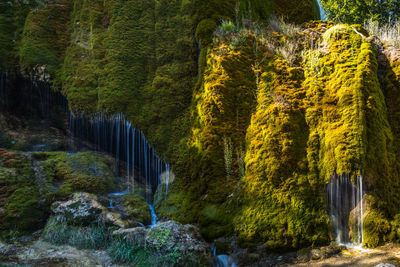 Scenic view of waterfall in forest