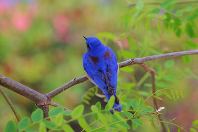 Close-up of bird perching on tree