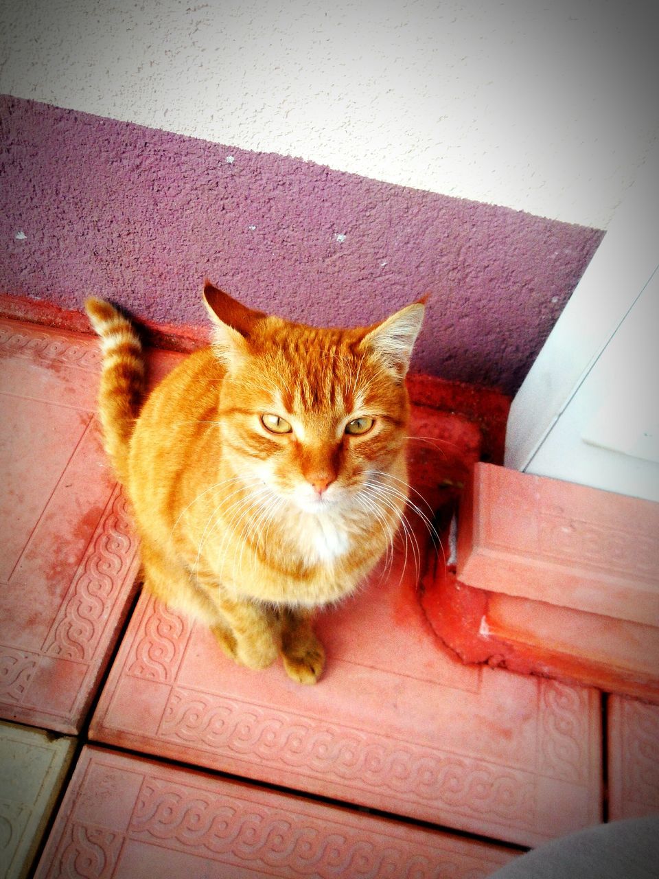 domestic cat, cat, pets, domestic animals, feline, one animal, animal themes, mammal, whisker, looking at camera, portrait, relaxation, sitting, indoors, alertness, no people, front view, staring, high angle view