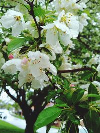 Close-up of white cherry blossom tree