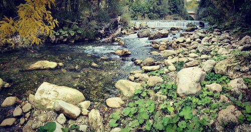 View of stream flowing through rocks in forest