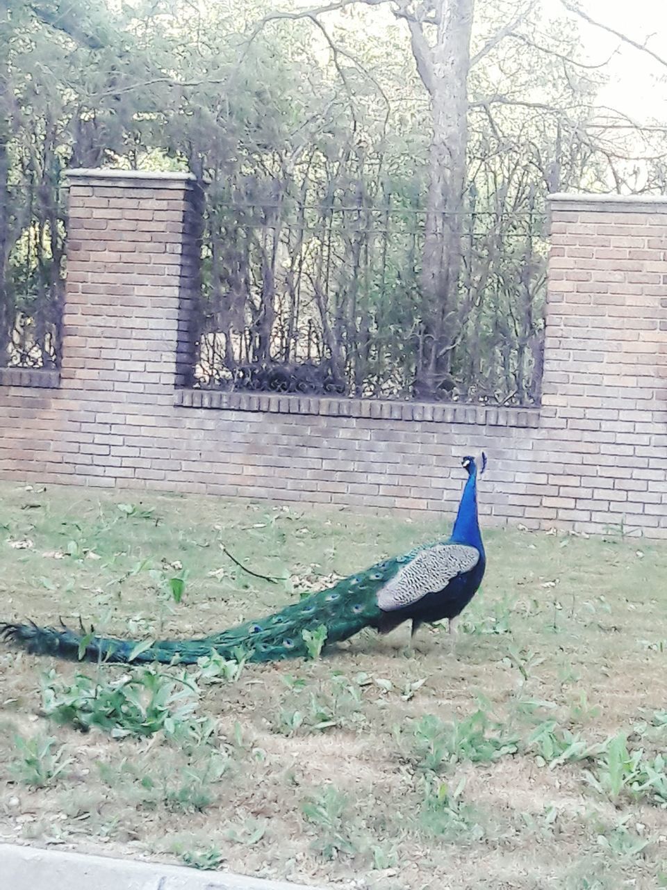 bird, animals in the wild, animal themes, one animal, animal wildlife, day, peacock, outdoors, tree, nature, no people, grass, perching