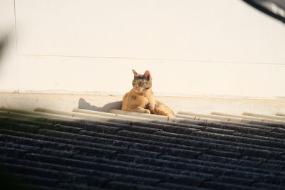 Portrait of cat sitting on floor