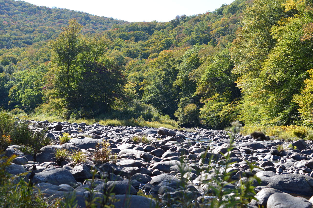 SCENIC VIEW OF WATERFALL