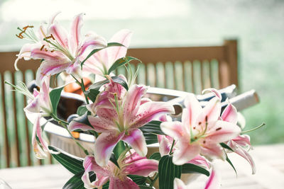 Close-up of pink flowering plant