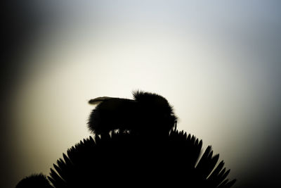 Low angle view of silhouette tree against clear sky
