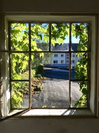 View of plants through window